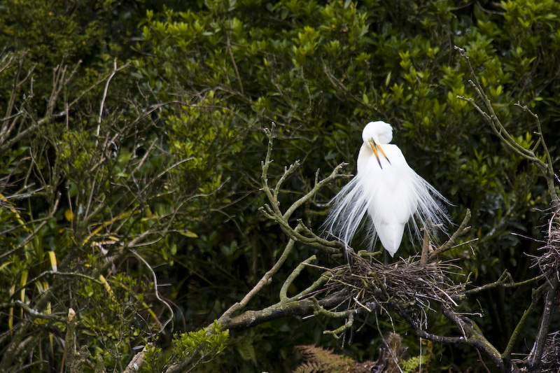 Great Egret On Nest
